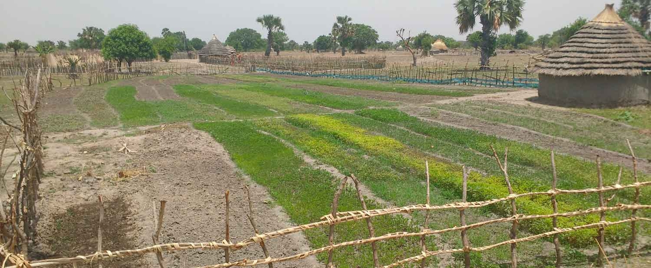 Vue d'une parcelle cultivée au Soudan
