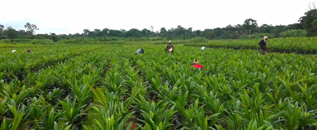 Agriculture