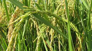 champ de riz