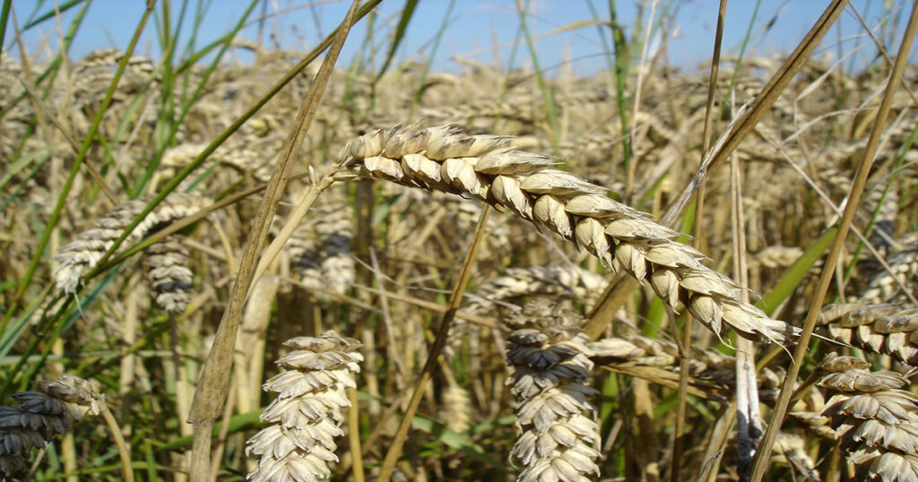 Champ de blé