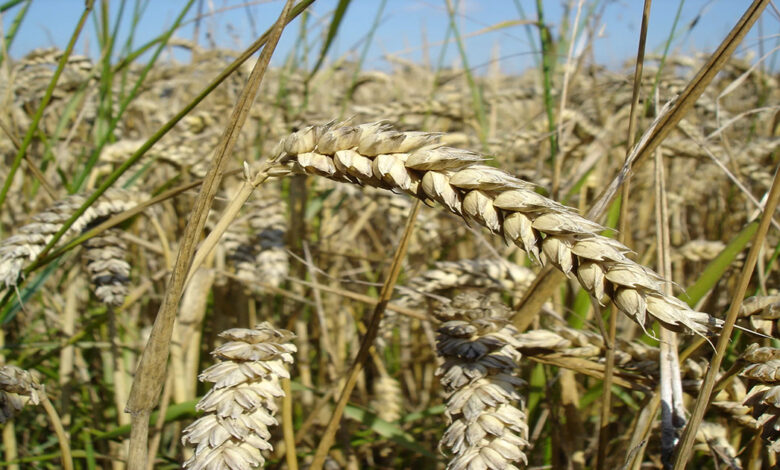 Champ de blé