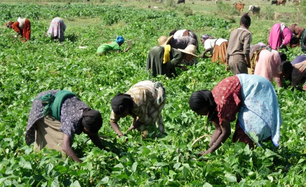 Une coopérative agricole