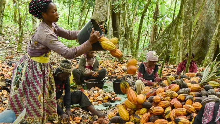 producateur cacao