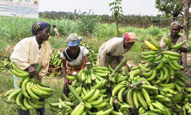 production de bananes