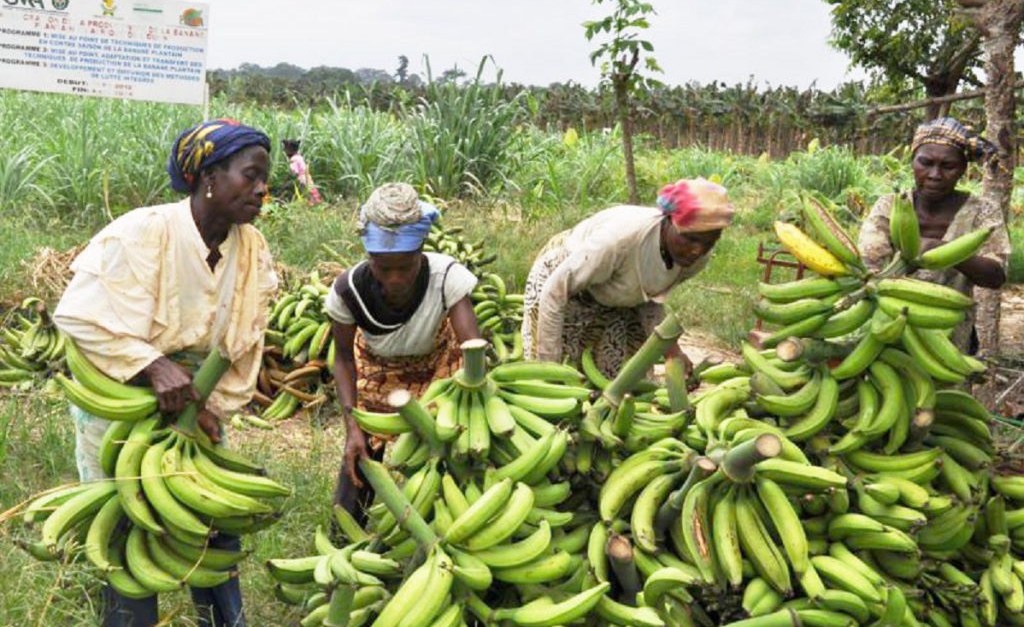 production de bananes