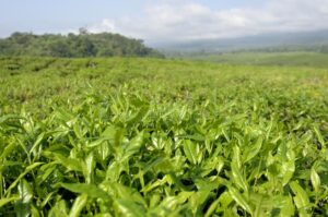 Plantation de thé