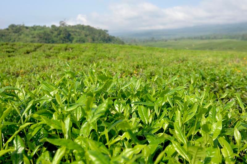 Plantation de thé