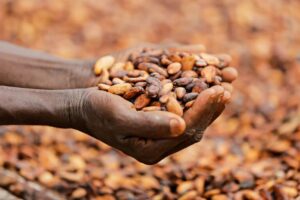 cacao en Afrique