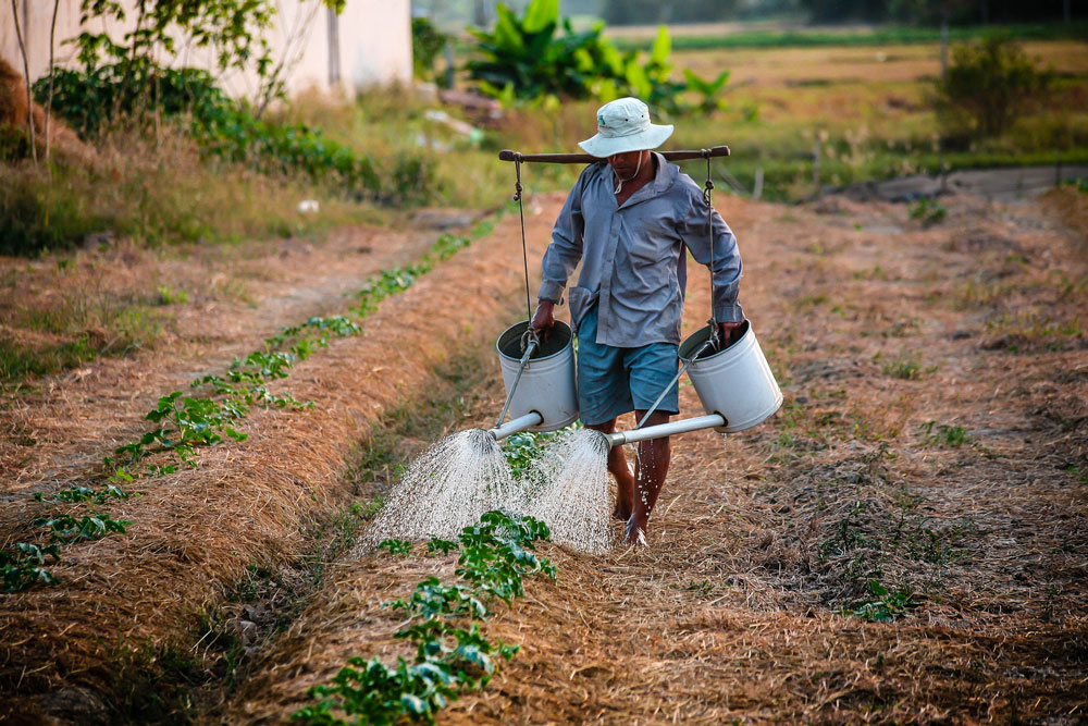 Agroalimentaire en Afrique