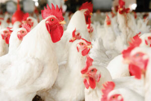 Élevage de poulet