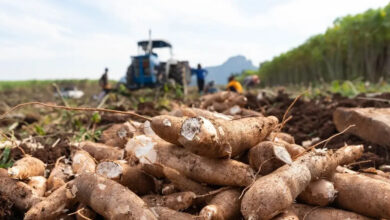 Agriculture : le manioc une culture de rente