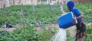 Irrigation agricole à petite échelle en Afrique