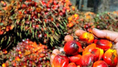 Récolte de palmier à huile