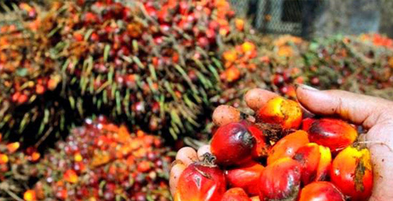 Récolte de palmier à huile