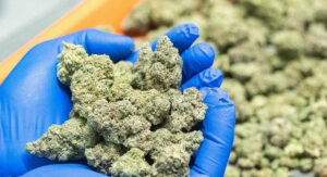 cannabis