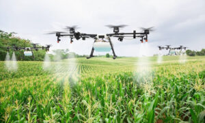 Innovation agroalimentaire en Afrique
