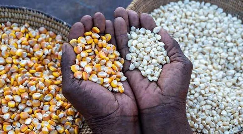 producteurs de maïs en Afrique