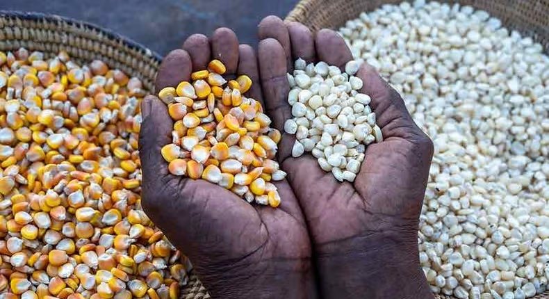 producteurs de maïs en Afrique