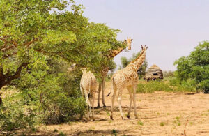Tourisme en Afrique