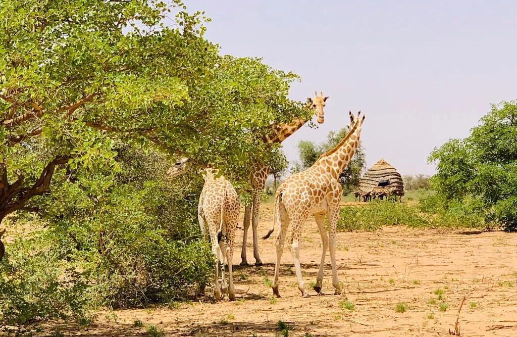 Tourisme en Afrique