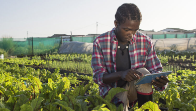 Innovation agriculture en Afrique