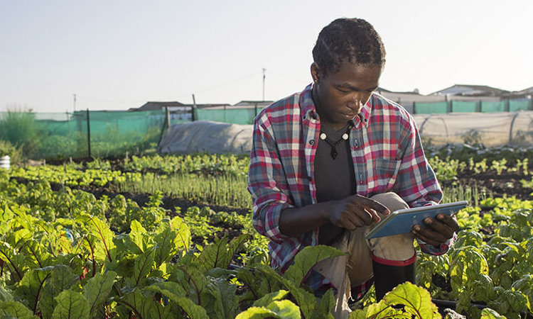 Innovation agriculture en Afrique