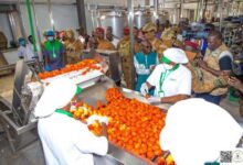 Usine de transformation de tomates