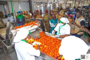 Usine de transformation de tomates