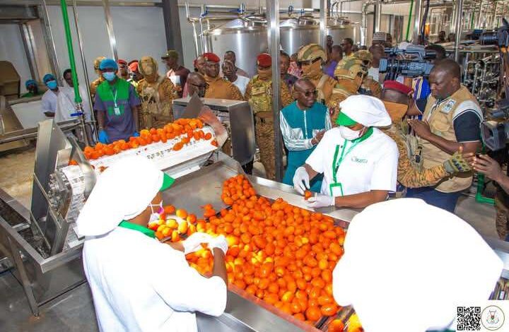 Usine de transformation de tomates