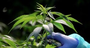 Champ de cannabis