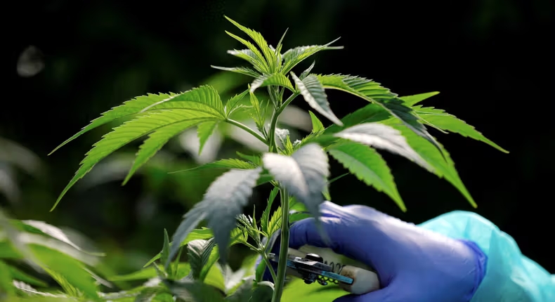 Champ de cannabis