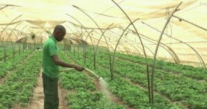 Agriculture innovante au Sénégal