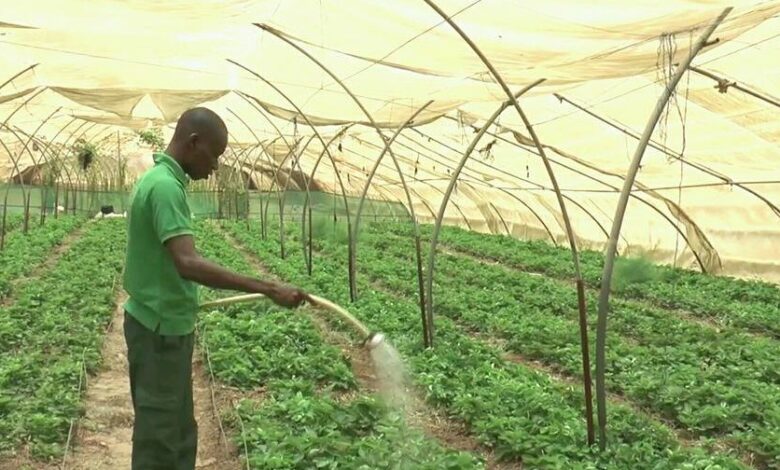 Agriculture innovante au Sénégal