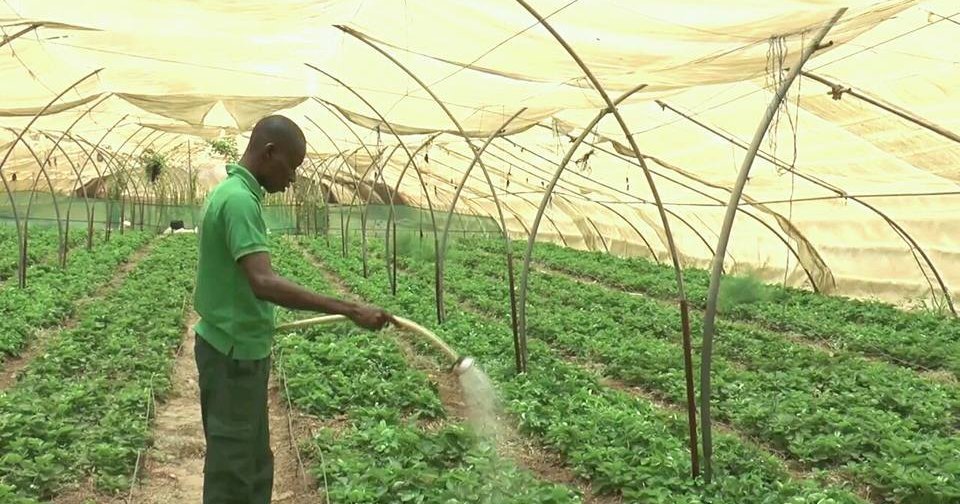 Agriculture innovante au Sénégal