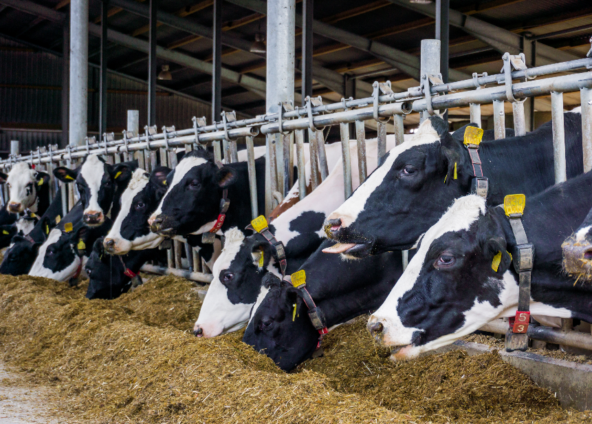 Élevage de bovins (vaches) en Afrique