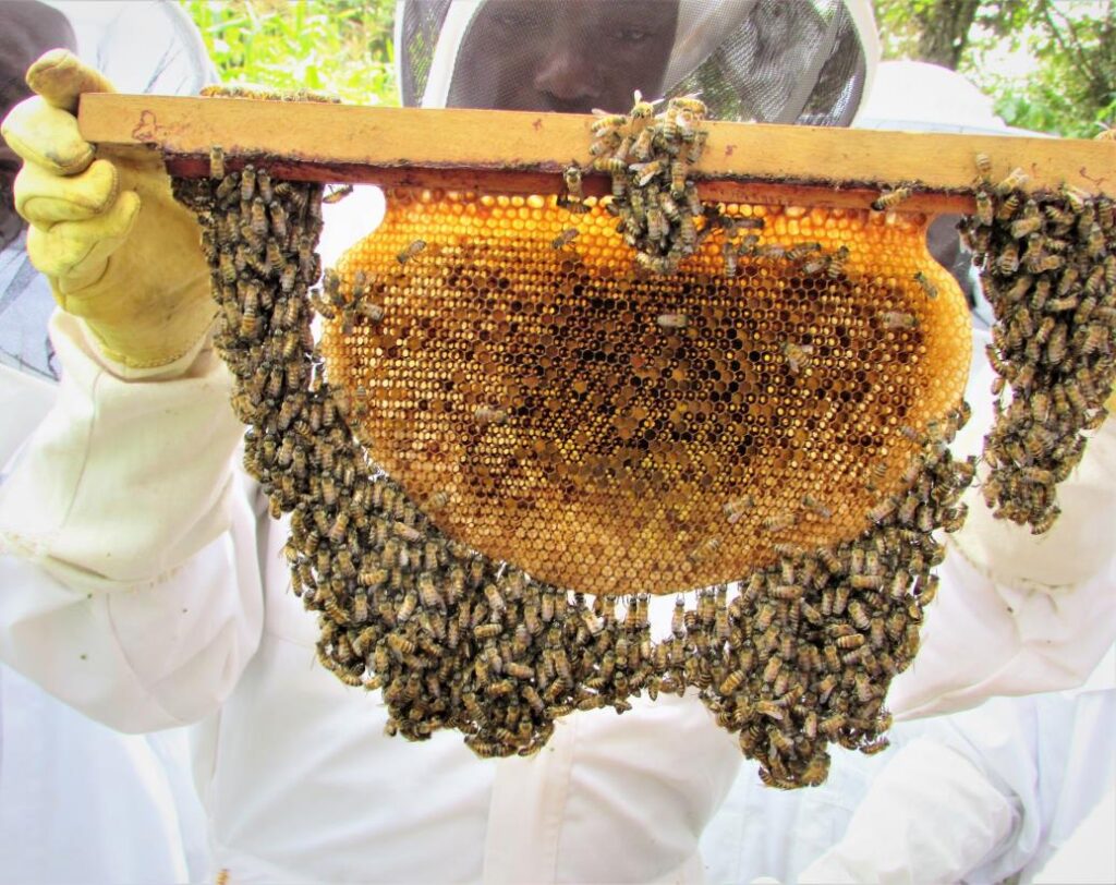 Élevage de Apiculture  'élevage d'abeille) en Afrique