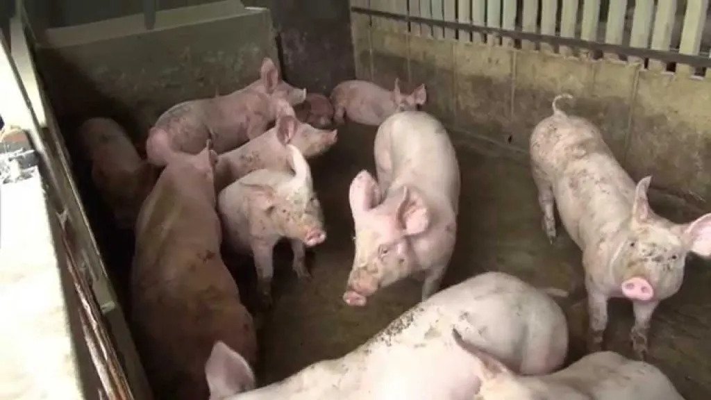 élevage de porcs