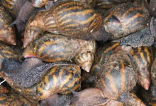 Héliciculture ou l'élevage d'escargot en Afrique