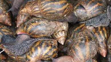 Héliciculture ou l'élevage d'escargot en Afrique