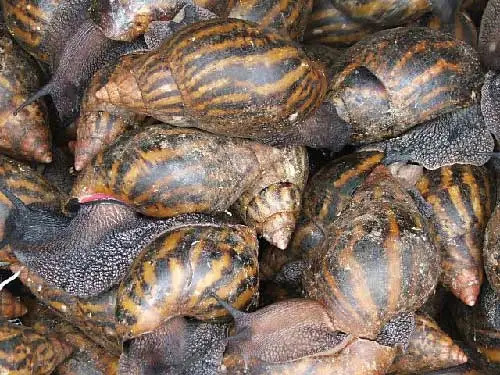 Héliciculture ou l'élevage d'escargot en Afrique